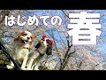 お迎えした子犬がはじめての春を満喫‼︎桜よりも興味があったのは…