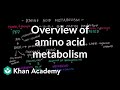 Overview of Amino Acid Metabolism