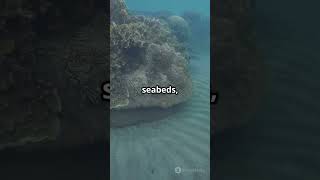 Calcium Carbonate The Rock That Shapes Our World