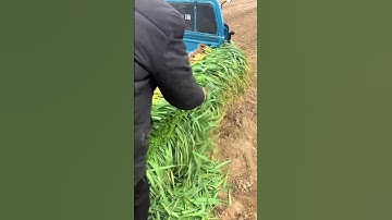 Trimming process of fresh Green onions Good tools and machinery can increase work