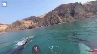 kayakers freeze in fear after being circled by three killer whales (orca)