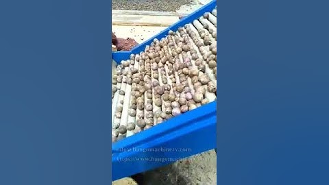 Garlic Grading Machine