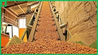 : The Production Process Of Wood Pellets For Winter Heating. Wood Chip Boiler. Pellets Made From Grass