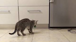 Котенок приносит мячик в зубах (Система "Умный кот')