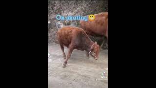 Poor OX walking on the Slippery Road