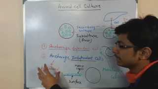Animal cell culture 6 - cell types
