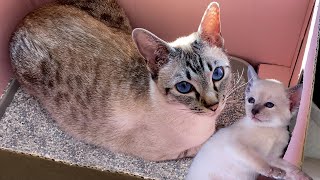 Mother cat talking to her cute meowing kitten Aurora | Thai cats | Traditional Siamese cats