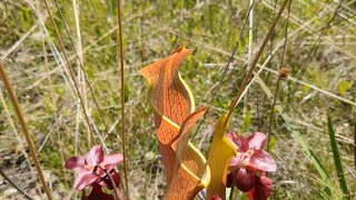 Pitcher Plants in Washington County, Alabama