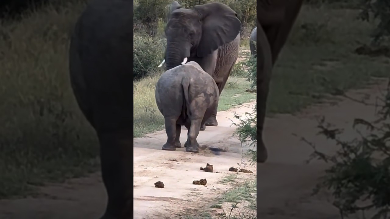 Rhino  and elephant fight #animal #forest #elephant #rhino