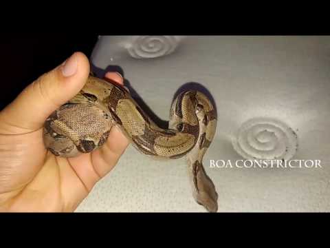 Video: Cómo Mantener Serpientes