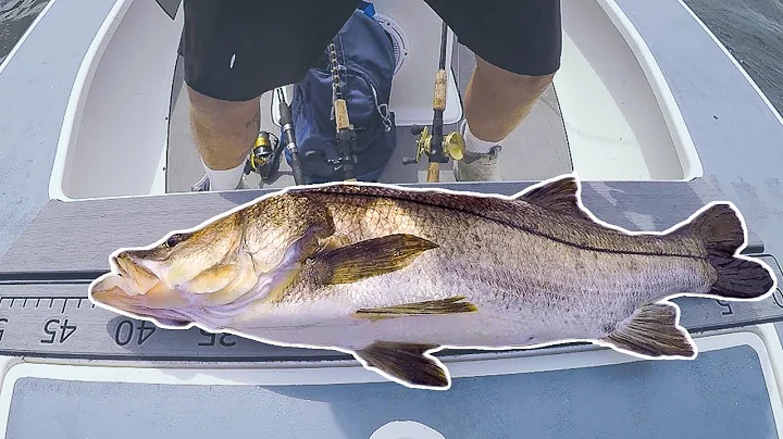 Biggest Snook I've Ever Seen