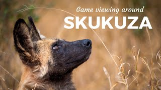 Game Viewing Around Skukuza In The Kruger National Park South Africa