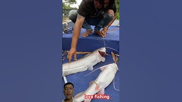 tiếp tục cá lăng đuôi đỏ và cá nheo khổng lồ #fish #fishing #catfish #big #bigfish