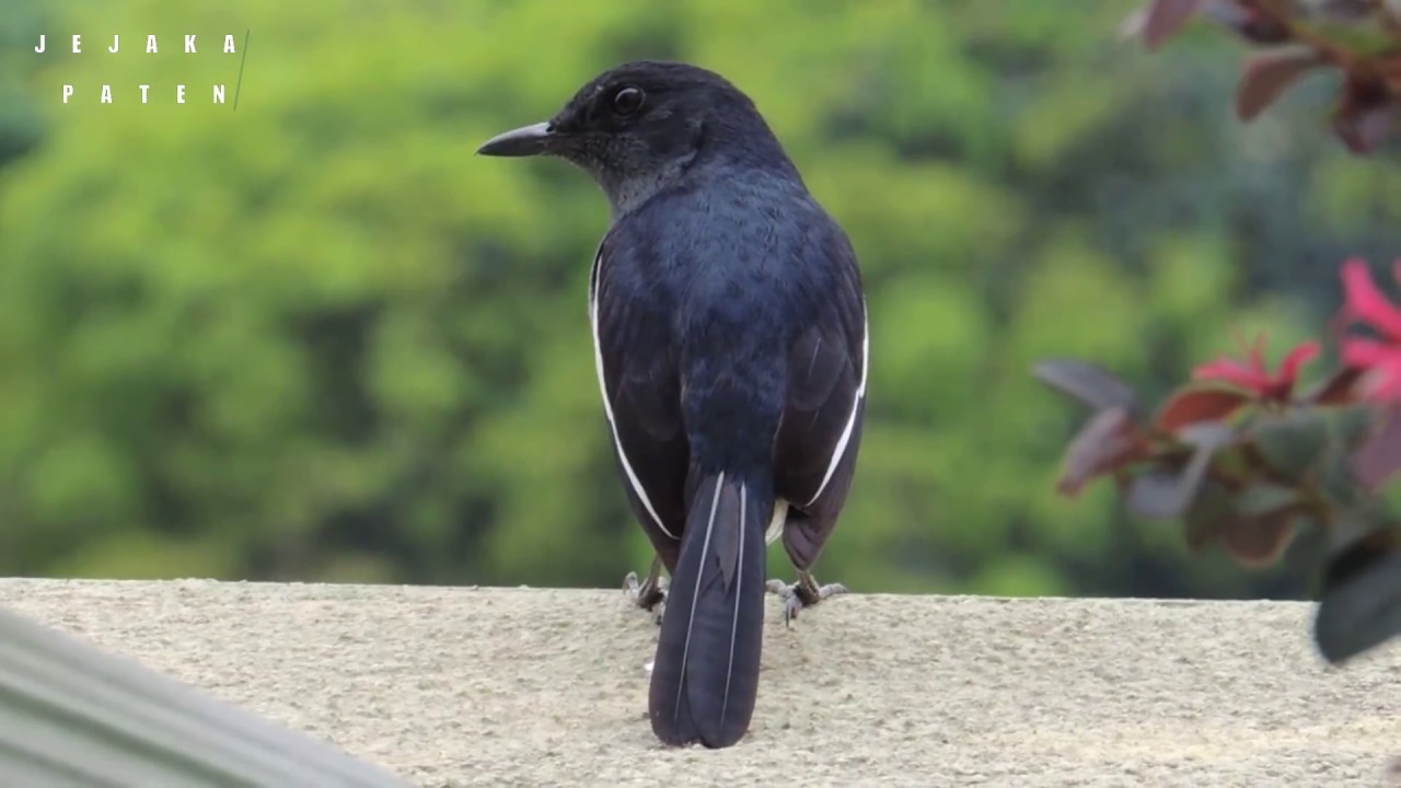 10 Burung kicau  ocehan yang paling di gemari YouTube