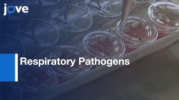 LCC of Airway Epithelial Calu-3 Cells to Study Respiratory Pathogens | Protocol Preview