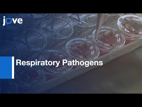 LCC of Airway Epithelial Calu-3 Cells to Study Respiratory Pathogens | Protocol Preview