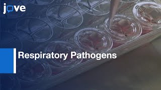 LCC of Airway Epithelial Calu-3 Cells to Study Respiratory Pathogens | Protocol Preview