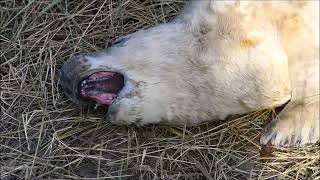 Feeding time at Donna Nook