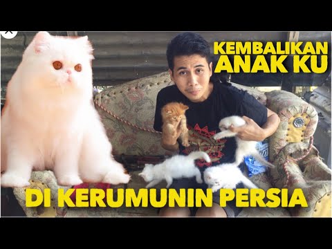 DI KERUMUNIN KUCING PERSIA LUCU LUCU BANGET - YouTube