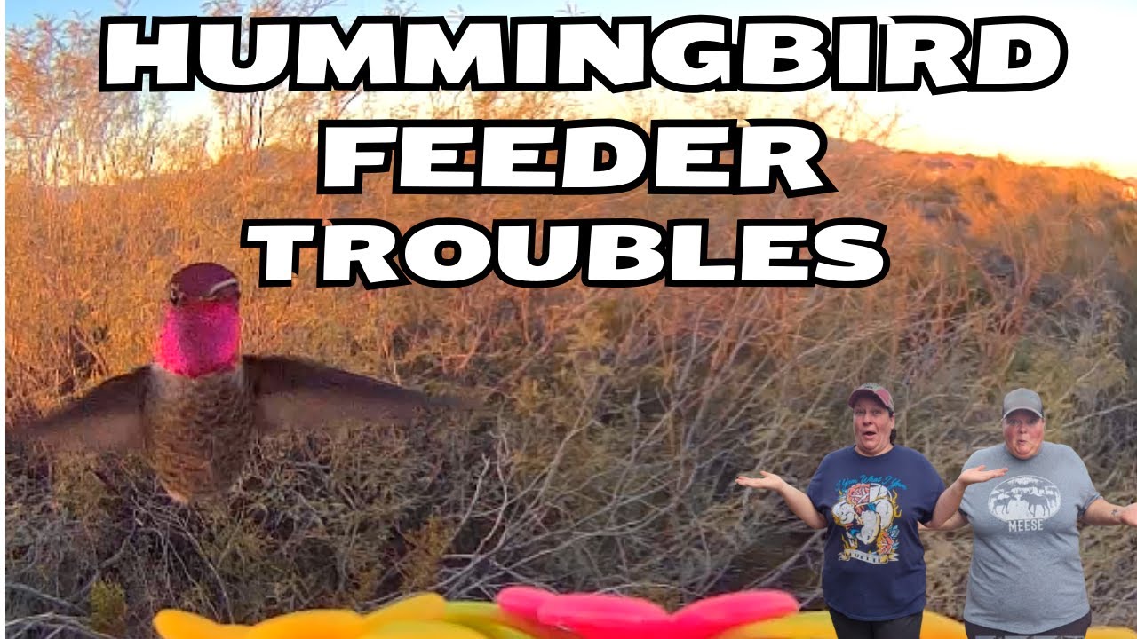 Бедственное положение кормушки для колибри