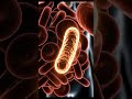 The Deadliest Bacteria on Earth (Still Killing Millions