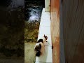 Malam Ini#sipus #kucing #shortvideo #klanayuda