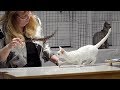 CFA International Cat Show 2017 - Championship Devon Rex.Set 1 の動画、YouTube動画。
