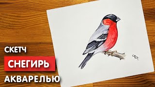 Как нарисовать снегиря карандашом и акварелью начинающим | Рисунок поэтапно и легко для детей