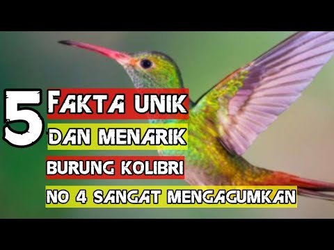 Video: Apakah warna merah menarik burung kolibri?