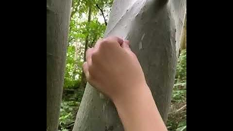 Peeling Layer Of Film Of Off a Tree (Very satisfying!)