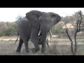 Elephant threatens to charge when we're stopped for coffee