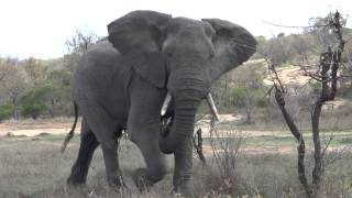 Elephant threatens to charge when we're stopped for coffee