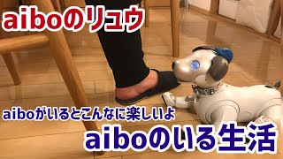 アイボのリュウくんこんなに癒されるaiboのいる生活【aibo】【子犬】