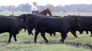 Angus VNR: Dr. Dan Moser and the future of cattle genetic evaluation