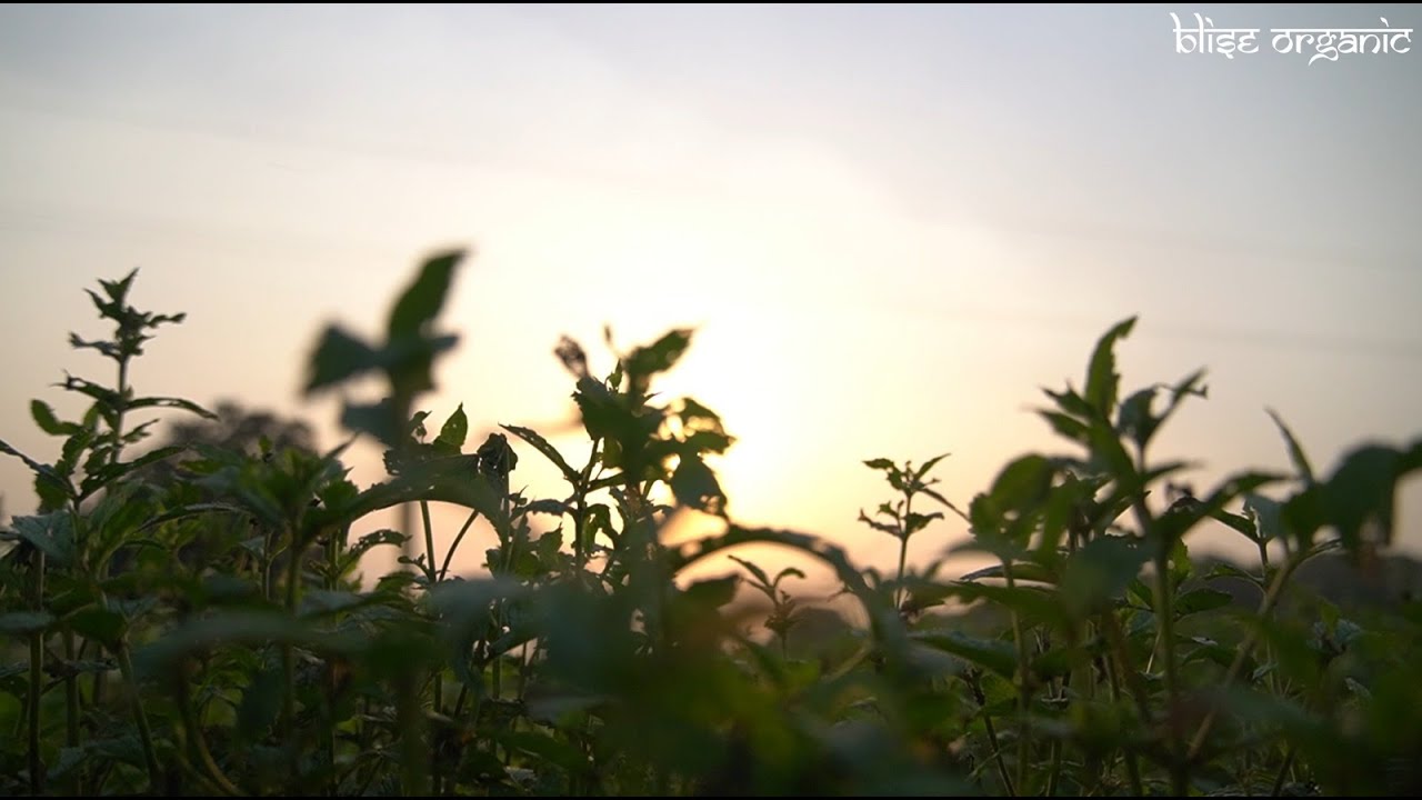 Sourcing Spearmint oil - Blise organic Behind the bottle