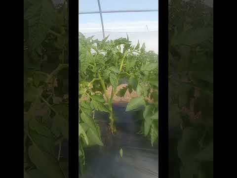 Video: Cómo atar tomates en un invernadero: opciones y métodos para atar, accesorios y materiales