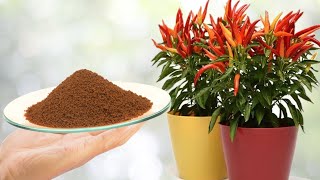 تريد نباتات قوية بدون أوراق صفراء ذابلة, هذا هو الحل  How to use Iron Chelate Fertilizer