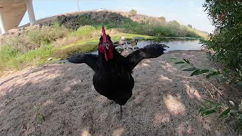 Rooster at Kristy's Place - Salinas River