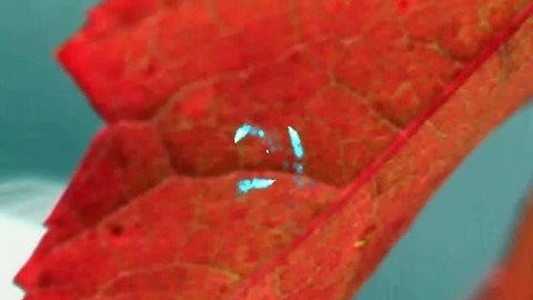 Simple Transparency - Panel & Terminal - Ubuntu Linux 8.04