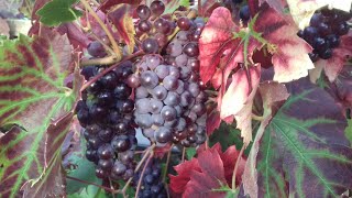 Beautiful grapes and grapevines grown in the uk! huge grape crops. how
to grow a cold climate. growing at home. micr...