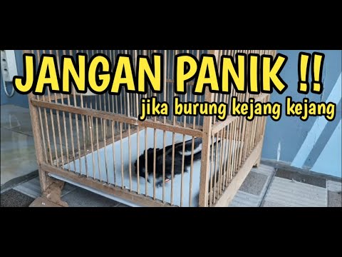 CARA MENGATASI BURUNG TERSERANG TELO(KEJANG-KEJANG)