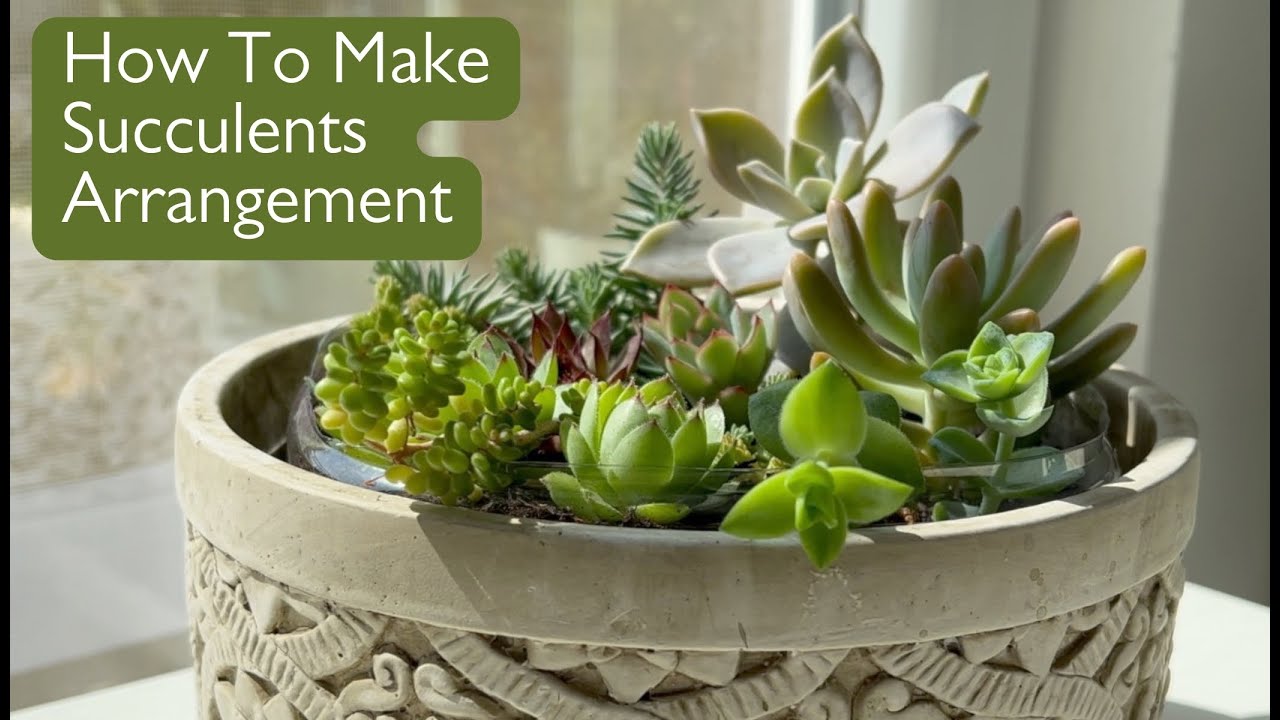 How To Make a Succulent Arrangement from Cuttings? Beginners Guide ...