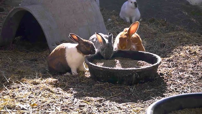 Las Vegas House Rabbit Sanctuary