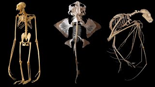 Fascinating Animal Skeletons