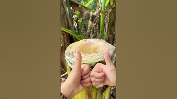 Để nay Thi hướng dẫn anh chị và mọi người lấy nước từ thân cây chuối nhen!!! #shorts