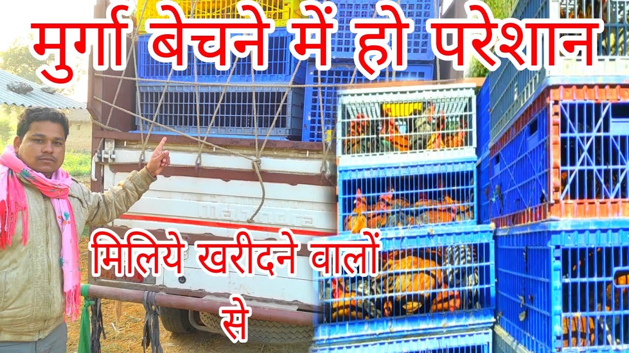 सोनाली मुर्गी बेचने का दिक्कत नहीं है सोनाली मुर्गी खरीदने वाला छत्तीसगढ़ का डीलर