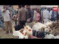 Saturday Market || 27/04/2024 || Bilaspur Bakra Mandi Rampur Bilaspur Uttar Pradesh Mp3 Song