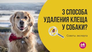 Что делать, если клещ укусил собаку. 3 способа вытаскивания клеща у животных