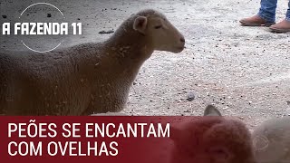 Ep.03 | Peões se encantam com ovelhas da sede