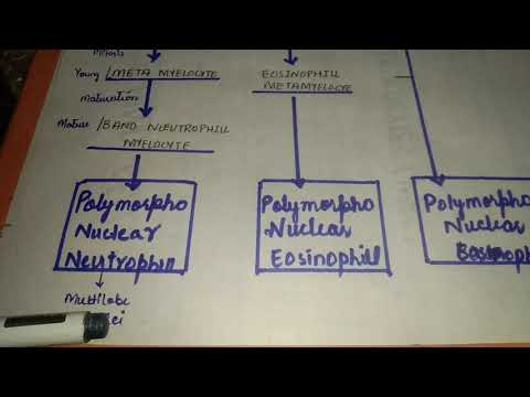 part 1 White Blood Cells, Genesis of WBC, life Span